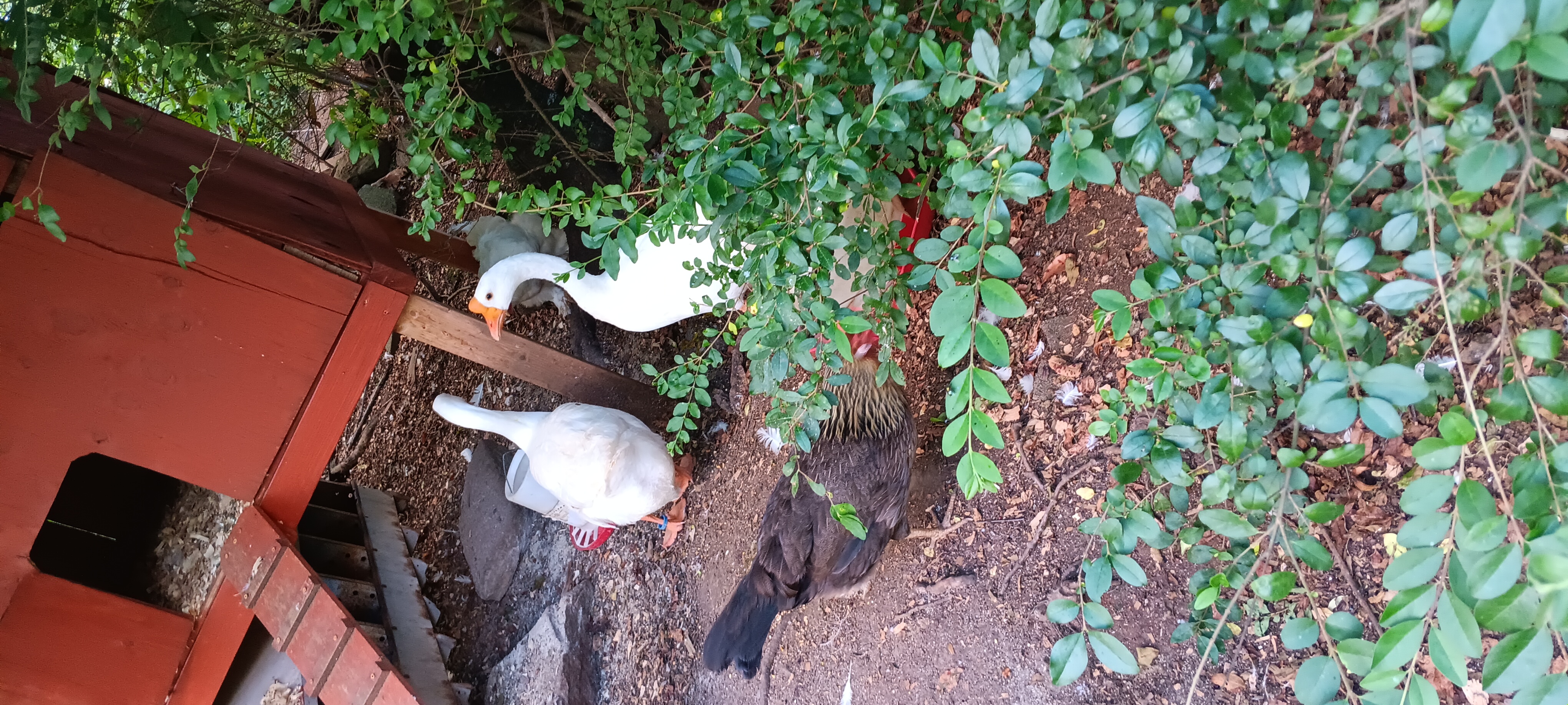 Geese